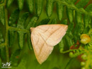 Moth - Ćma